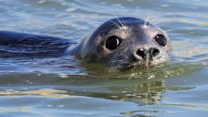 How Artificial Intelligence Is Helping Students Study Seals